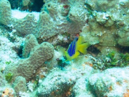 Coco Damselfish Older Juvenile IMG 9652